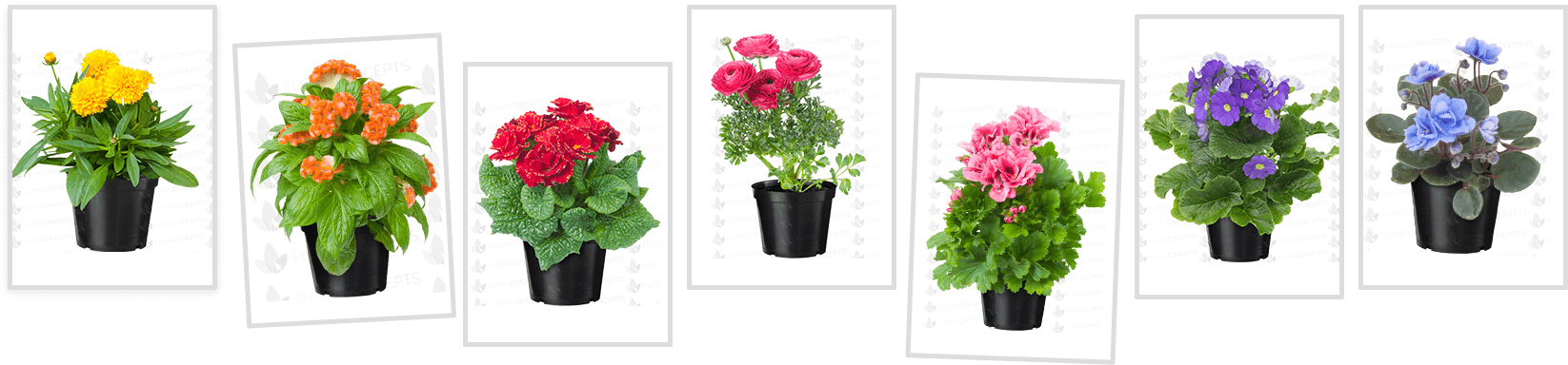 Florastock Images